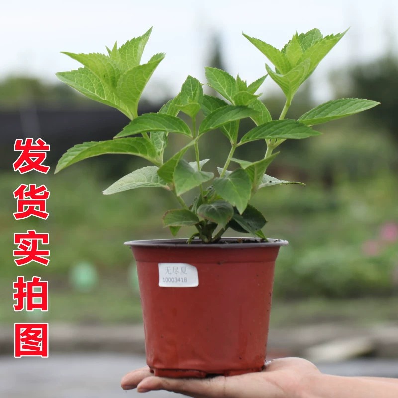 绣球花苗无尽夏四季开花绣球花盆栽庭院好养的花卉植物室内花-图1