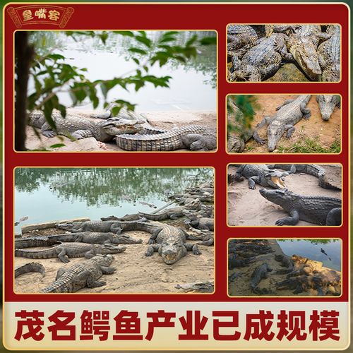 新鲜鳄鱼尾巴 礼品级新鲜鳄鱼肉尾巴肉1斤整条养殖大鳄鱼活体现杀 - 图2