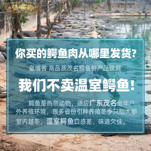 鳄鱼掌腿肉1斤 生鲜鳄鱼肉养殖暹罗鳄水产新鲜鳄鱼腿爪子顺丰包邮 - 图1