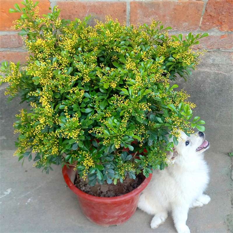 米兰花盆栽浓香型阳台开花绿植四季芳香植物室内发货老桩大全花卉 - 图0