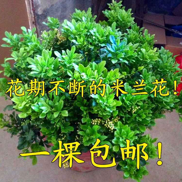 米兰花盆栽浓香型阳台开花绿植四季芳香植物室内发货老桩大全花卉 - 图1