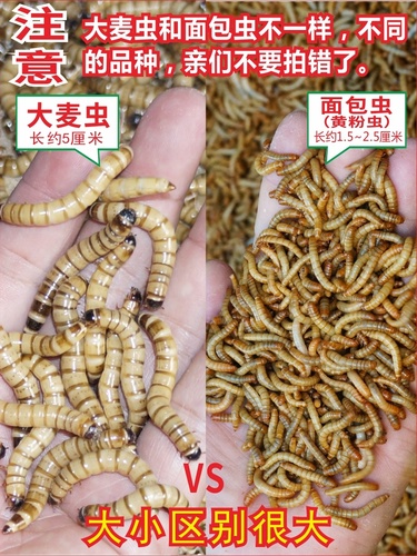 大麦虫活虫黄粉虫面包虫金银龙鱼观赏鱼饲料乌龟刺猬画眉鸟食包邮