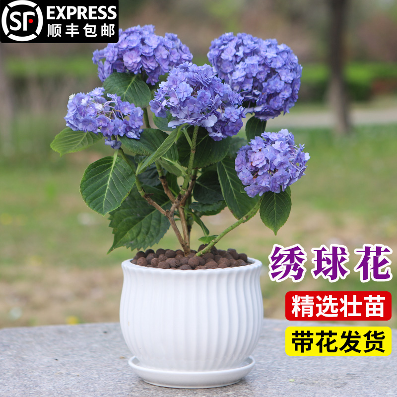 绣球花苗无尽夏盆栽带花特大老庄室内阳台庭院四季开花卉绿植植物-图1