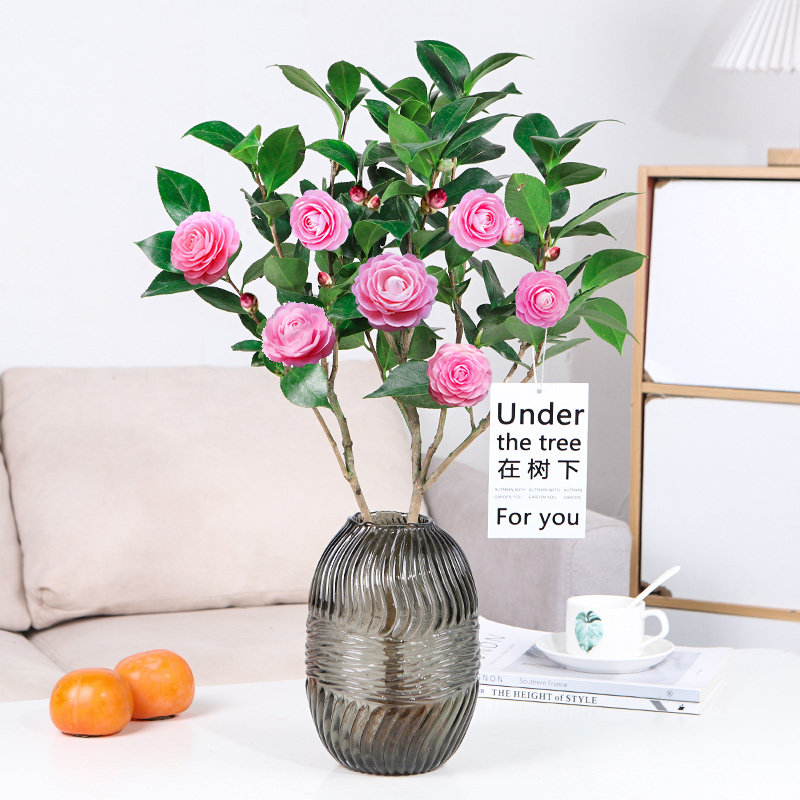 水培香妃山茶花盆栽水养多季开花花卉植物五色赤丹浓香型室内绿植,淘宝优惠券,粉丝福利购,淘宝优惠卷