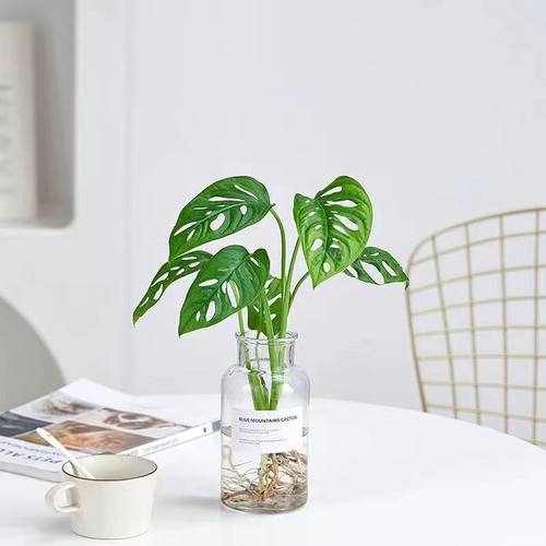 水培植物仙洞龟背竹洞芋盆栽室内桌面耐阴植物四季好养水养绿植 - 图0