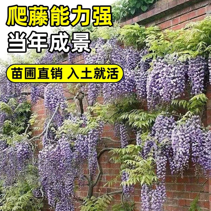 紫藤花树苗带花苞室外庭院老桩爬藤植物四季开花耐寒易活花卉盆栽 - 图0