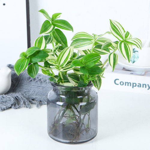 水培植物婚礼油画吊兰盆栽兰锦紫兰露阳台室内办公桌水养绿植花卉 - 图2