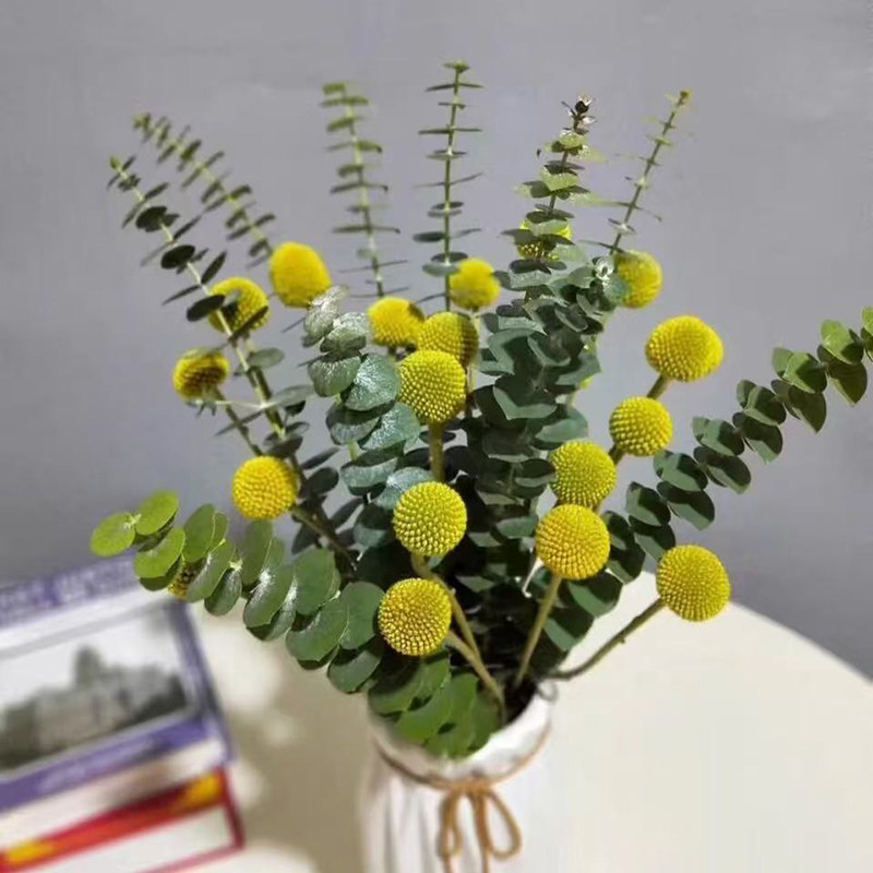高品质云南新鲜尤加利果尤加利叶鲜花新鲜花材可做干花水培好养,淘宝优惠券,粉丝福利购,淘宝优惠卷