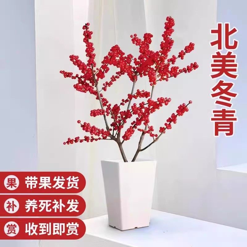 北美冬青红果盆栽盆景树苗鲜切花真花乔迁新居新年喜庆年宵植物,淘宝优惠券,粉丝福利购,淘宝优惠卷