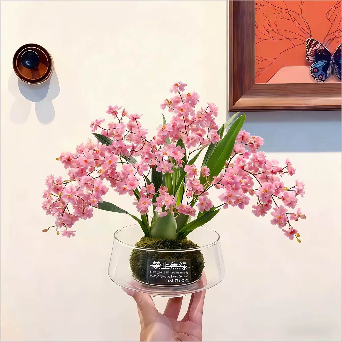 文心兰苔藓球粉色带花苞盆栽客厅室内香水梦香兰花卉年宵花植物,淘宝优惠券,粉丝福利购,淘宝优惠卷