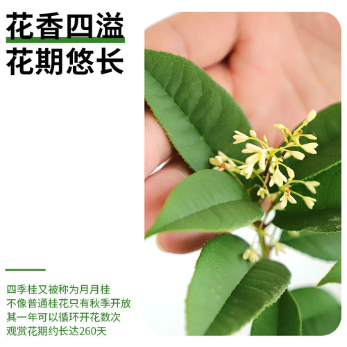 桂花树苗四季桂盆栽室内阳台好养可食用耐寒庭院老桩浓香型花卉 - 图3