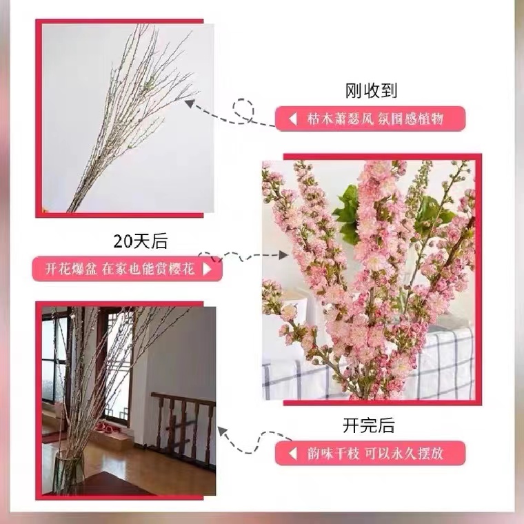 珍珠李鲜花干枝重瓣水培植物带花苞樱花室内桌面花束水养干枝雪柳 - 图3