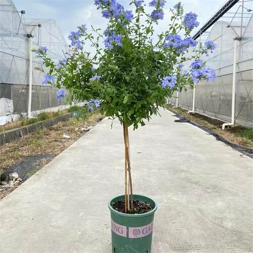 蓝雪花盆栽花卉耐阴好养阳台花园观赏爬藤植物耐热易养活白雪花 - 图0