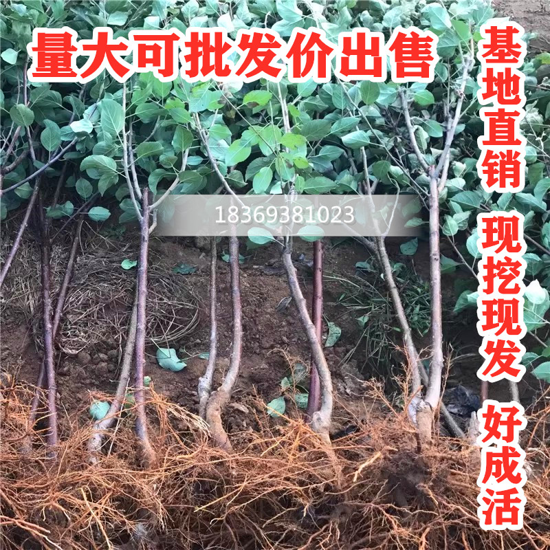 嫁接西府北美高杆海棠花树苗南北方庭院别墅种植盆栽地栽当年开花 - 图0