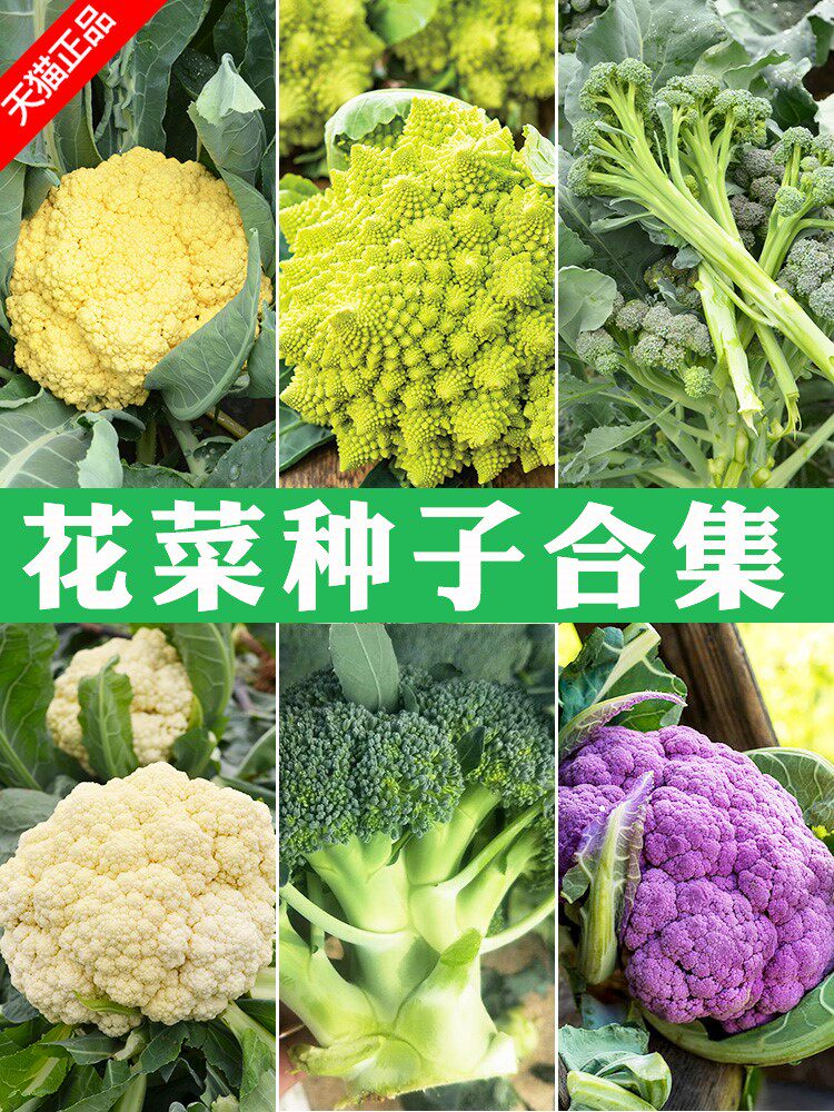 花菜籽 新人首单立减十元 21年7月 淘宝海外