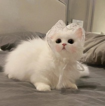 Napoleon Dwarf Feet Cat Pure Breed Young Cat Manki Conminut Blue White Milk White Triple Flower Pet Kitty Living Cat House