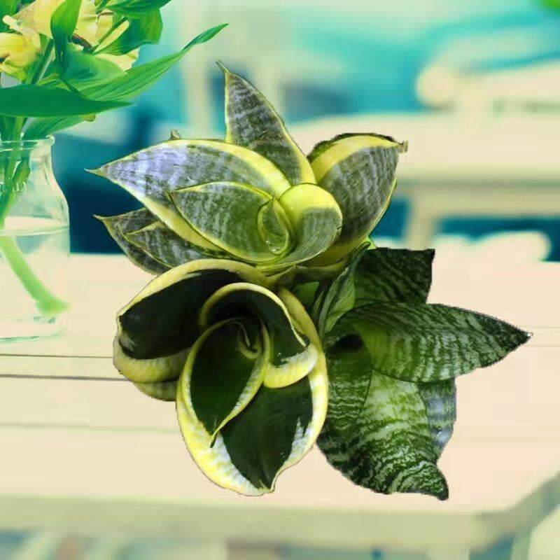 哈尼荷花兰虎皮兰小盆栽办公室家庭室内桌面小绿植净化空气吸甲醛