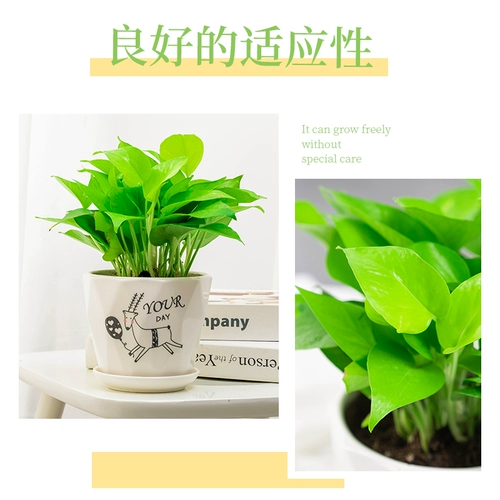 Золотая зеленая комната для горшка в гостиной зеленые растения свежий воздух, хорошие питательные живые растения четыре сезона вечнозеленые