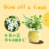 Jiuli Ароматная горшечная комната Цветочная и растения гостиная Офис.