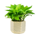 Золотая зеленая комната для горшка в гостиной зеленые растения свежий воздух, хорошие питательные живые растения четыре сезона вечнозеленые