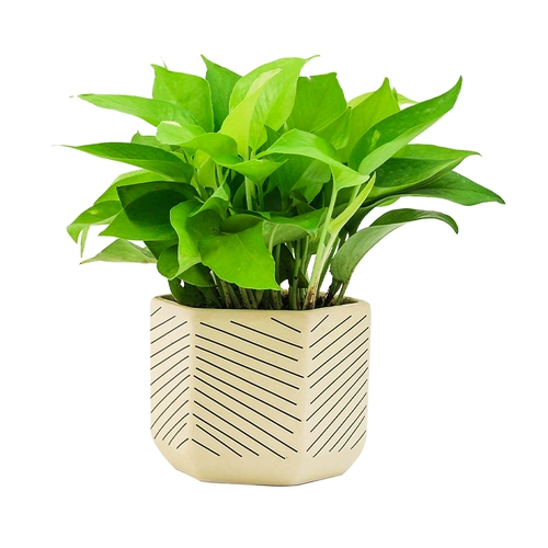 Золотая зеленая комната для горшка в гостиной зеленые растения свежий воздух, хорошие питательные живые растения четыре сезона вечнозеленые