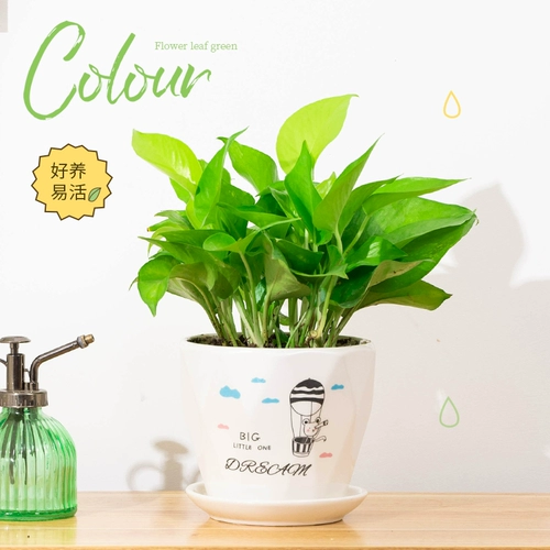 Золотая зеленая комната для горшка в гостиной зеленые растения свежий воздух, хорошие питательные живые растения четыре сезона вечнозеленые