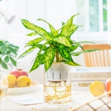 Гидропонный растение в помещении и зеленых растениях.