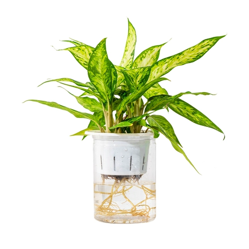 Гидропонный растение в помещении и зеленых растениях.