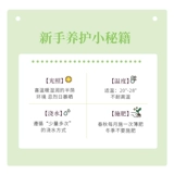 Золотая зеленая комната для горшка в гостиной зеленые растения свежий воздух, хорошие питательные живые растения четыре сезона вечнозеленые