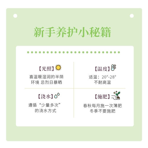 Золотая зеленая комната для горшка в гостиной зеленые растения свежий воздух, хорошие питательные живые растения четыре сезона вечнозеленые