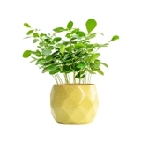 Jiuli Ароматная горшечная комната Цветочная и растения гостиная Офис.