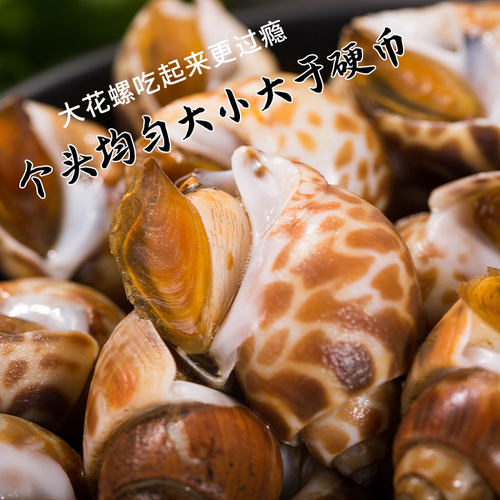 花螺鲜活新鲜冷冻特大号泥螺东风螺海鲜水产贝类海猪螺小海螺香螺 - 图1