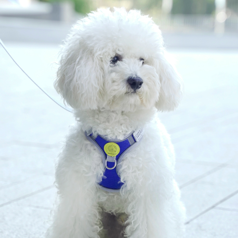 背心式狗狗牵引绳小型犬泰迪柯基金毛胸背带宠物幼犬遛狗绳狗链子 - 图3