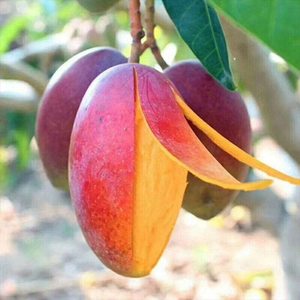 王小二旗舰店海南新鲜贵妃芒当季小芒果水果盒马鲜生每天水果优选