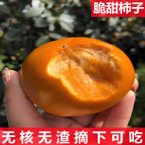 柿子苗树脆甜柿火晶柿南北方种植庭院盆栽柿子树苗当年结果柿子树 - 图3