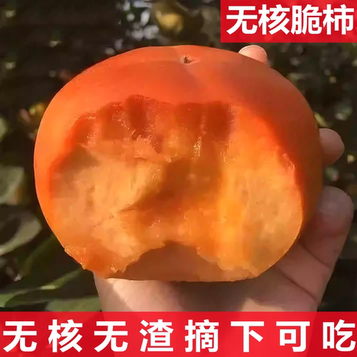 柿子苗树脆甜柿火晶柿南北方种植庭院盆栽柿子树苗当年结果柿子树 - 图0