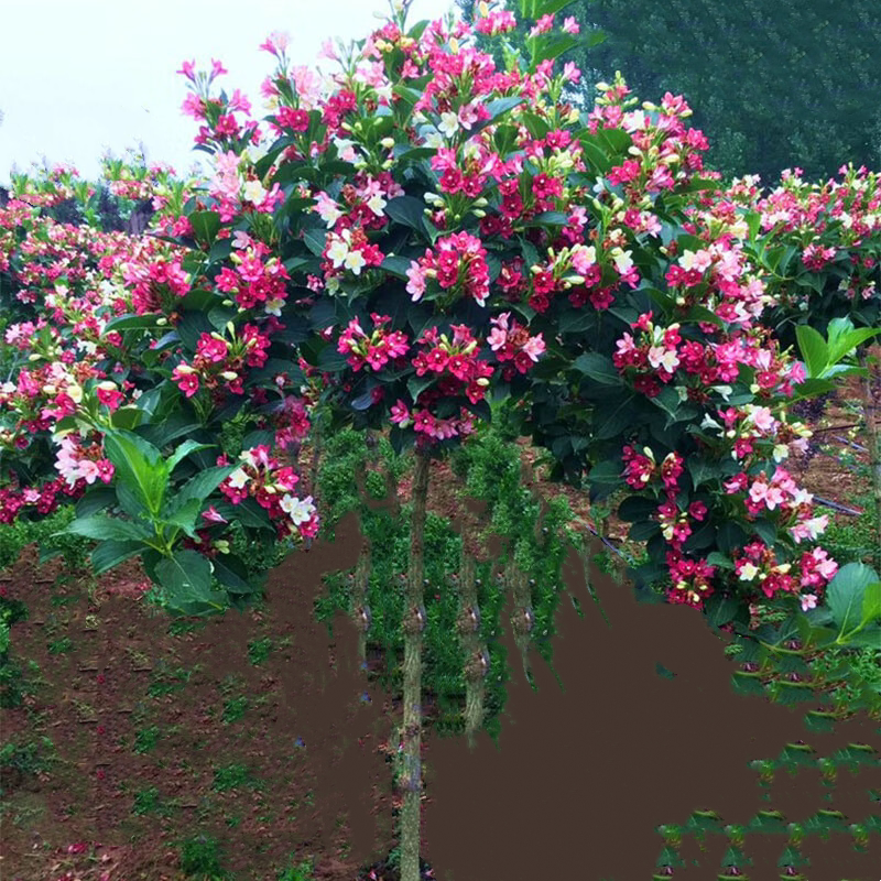 五彩锦带花树苗四季种植耐寒耐热红王子锦带花苗七彩花卉庭院盆栽_虎窝淘