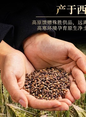 速发高原青稞用家贡品供护供烟供火法黑青稞装藏曼扎摆件八供养一