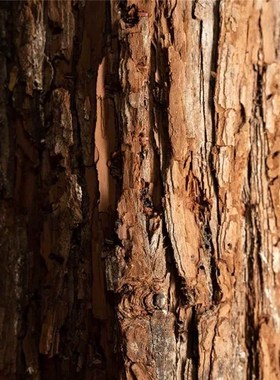 速发木头桩子木桩树桩场原木桩圆木墩商假服装店餐厅橱窗花艺道,