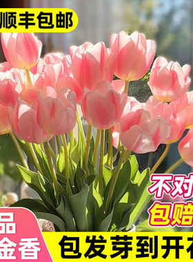 郁金香种球水培花卉植物室内花四季开花种子盆栽花苗土培水养好活