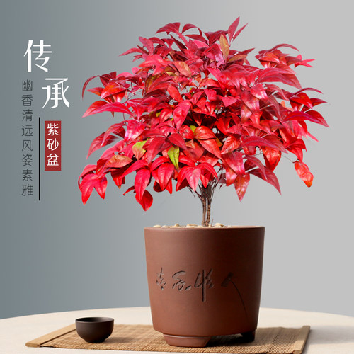 火焰南天竹盆栽冬季耐寒红叶植物室内客厅好养观叶花卉盆景年宵花 - 图1