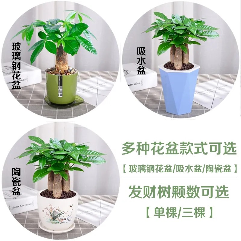 发财树盆栽室内客厅桌面绿植小盆景大发财树苗招财树吸甲醛植物-图0