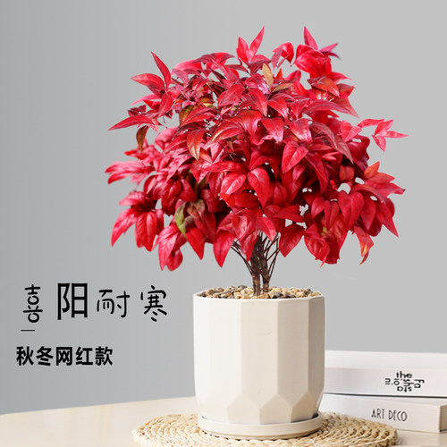 火焰南天竹盆栽冬季耐寒红叶植物室内客厅好养观叶花卉盆景年宵花 - 图0