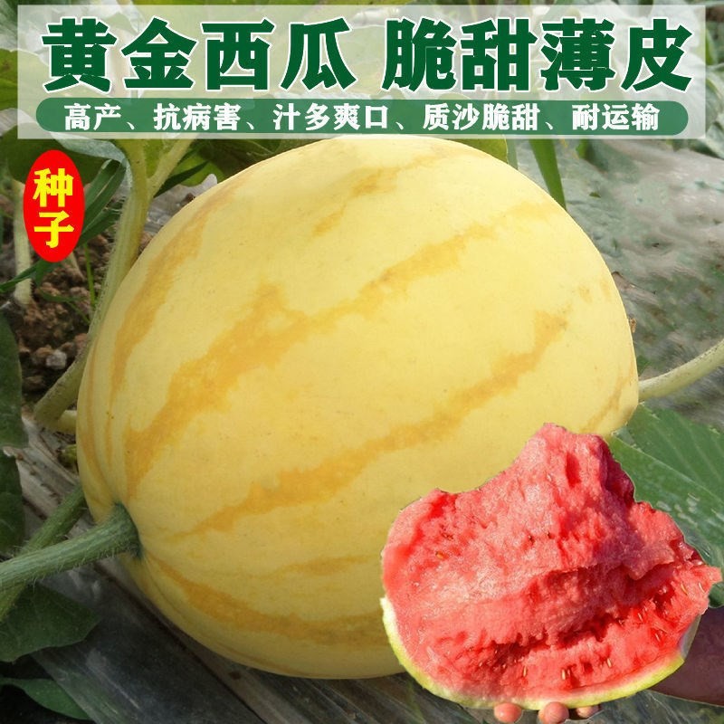 黄金皇后西瓜种子黄皮西瓜种籽红瓤早熟南方黄色水果种子蔬菜种籽-图1