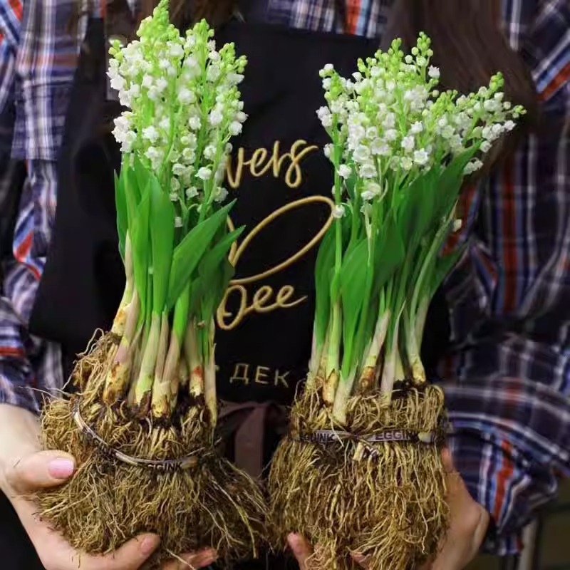 铃兰花苗盆栽耐寒植物带花苞种球四季开室内外阳台好养花卉绿植玲 - 图0