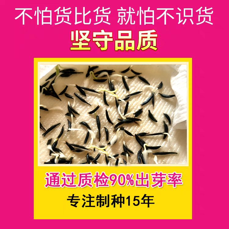 重瓣太阳花种孑庭院花种籽子室外易种活花籽大全盆栽四季播种开花-图2