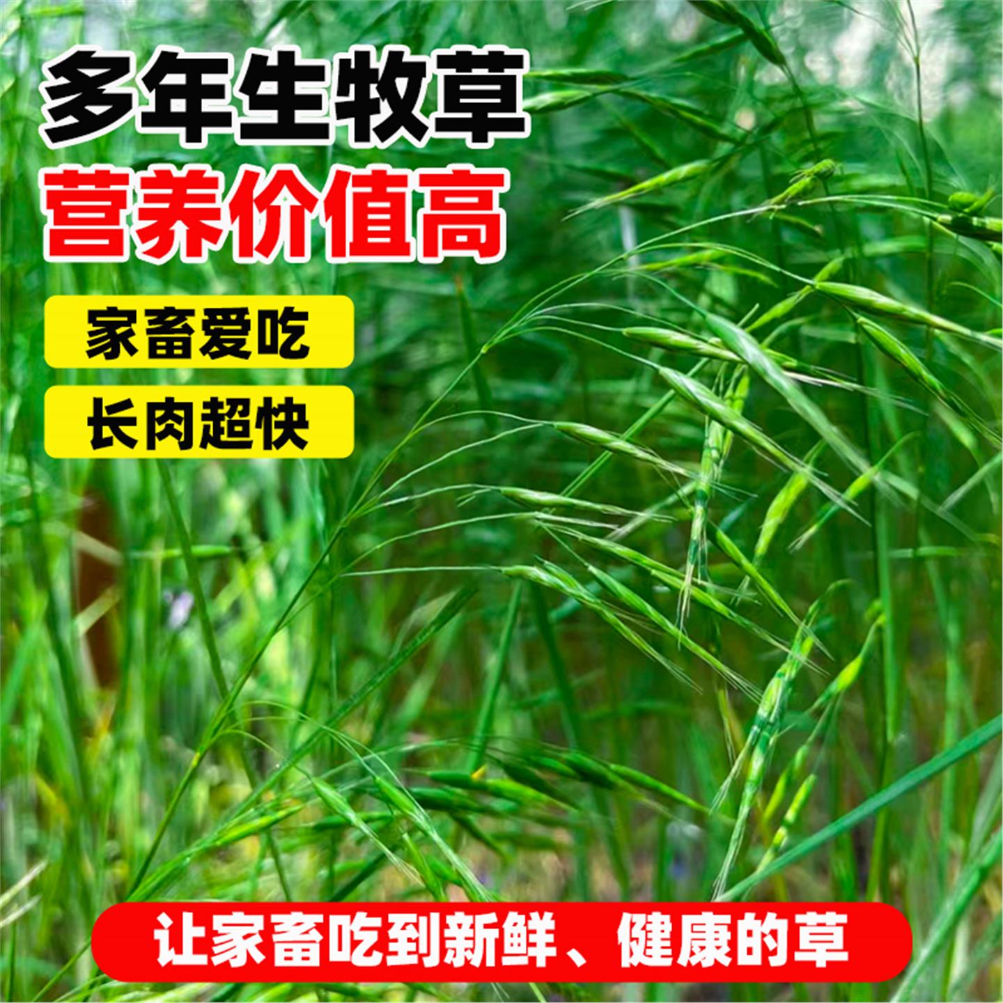 无芒雀麦草籽披碱草碱茅草紫羊茅红豆草芨芨草老芒麦耐寒绿化种子 - 图1