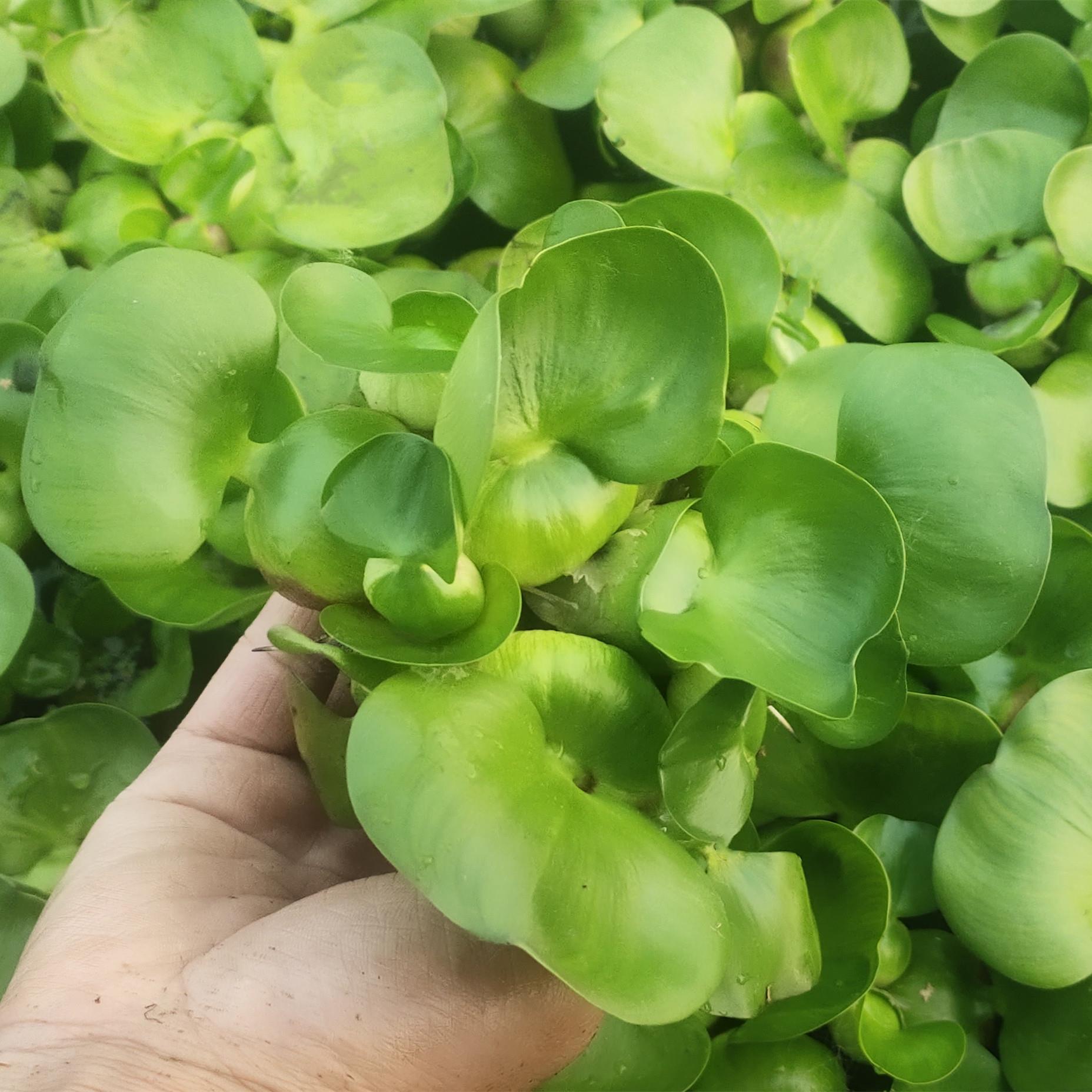 水葫水草浮鱼乌龟虾花缸萍卉鱼池塘净化水生植物种苗莲芦花水芙蓉-图0