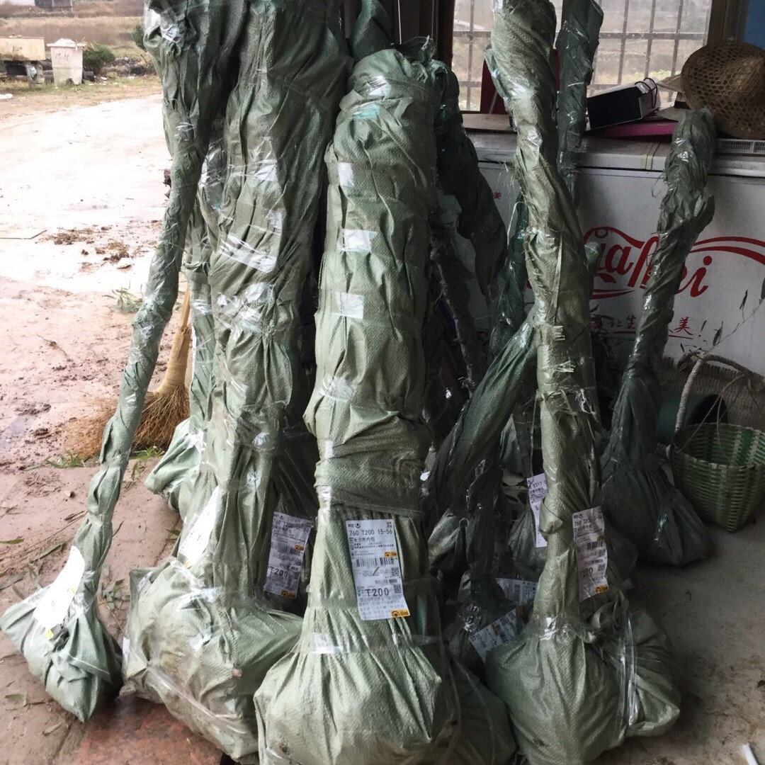 雷竹苗种雷公竹早园竹水竹花竹黄杆竹毛竹楠竹子根鞭芽食用笋竹苗-图3