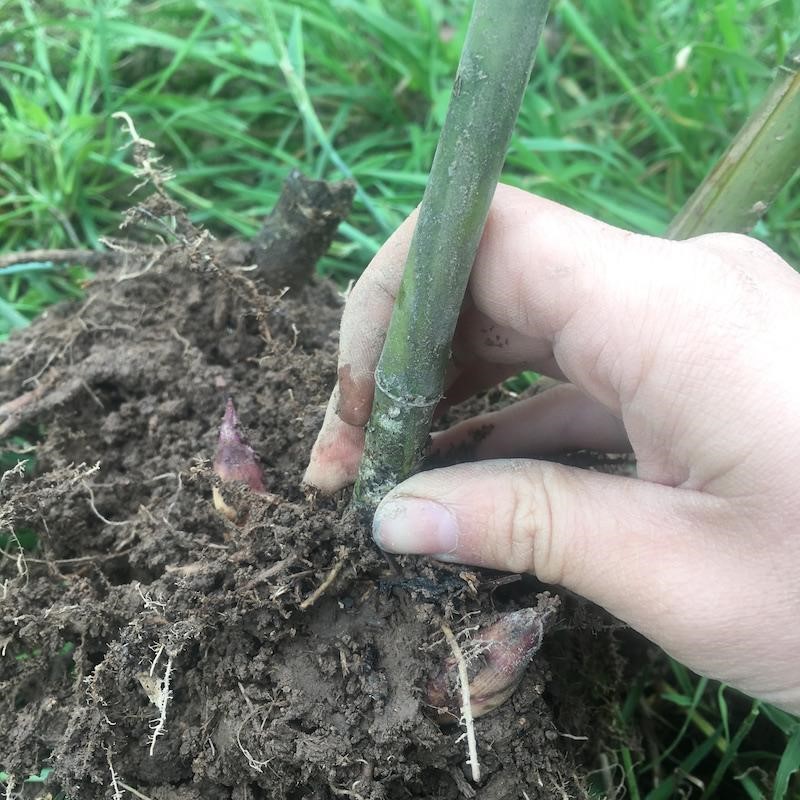 雷竹苗种雷公竹早园竹水竹花竹黄杆竹毛竹楠竹子根鞭芽食用笋竹苗 - 图2